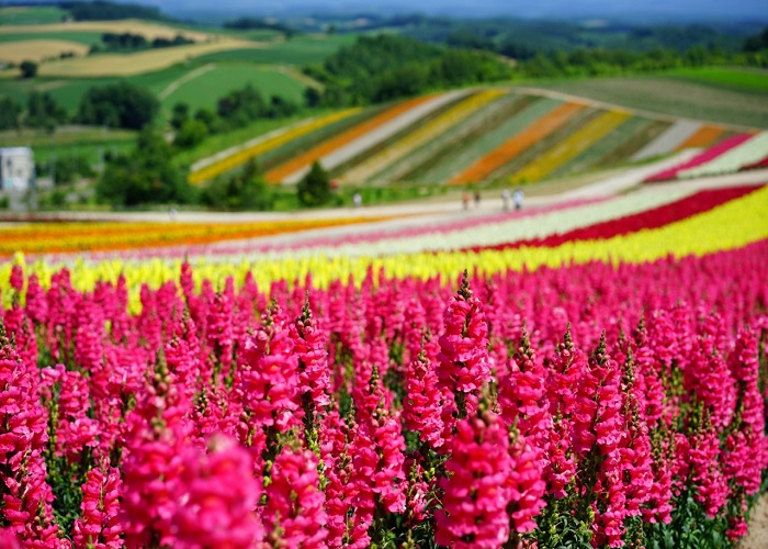 Tour Nhật Bản 6N6Đ: Từ HCM - Hokkaido - Sapporo, Bay Japan Airlines + KS 3*