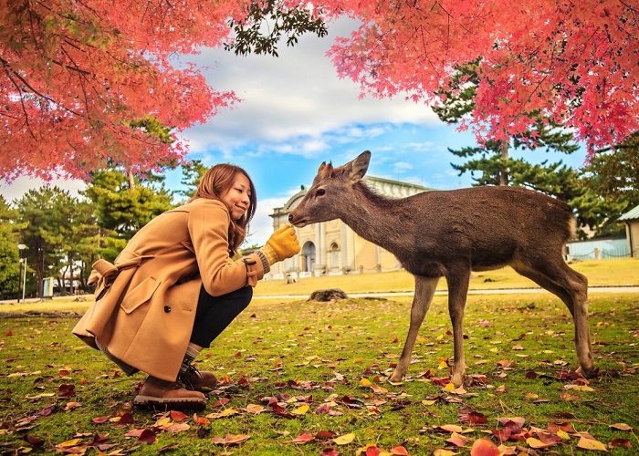 Tour Nhật Bản mùa thu 5N4Đ: Từ HCM - Nara - Osaka - Kyoto - Kobe - Izumisano, Bay Vietnam Airlines + KS 3-4*