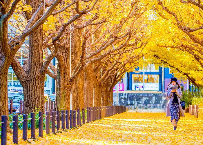 Tour Nhật Bản mùa thu 5N4Đ: Từ HCM - Tokyo - Yamanashi - Fuji - Narita, Bay Vietnam Airlines + KS 3,4*