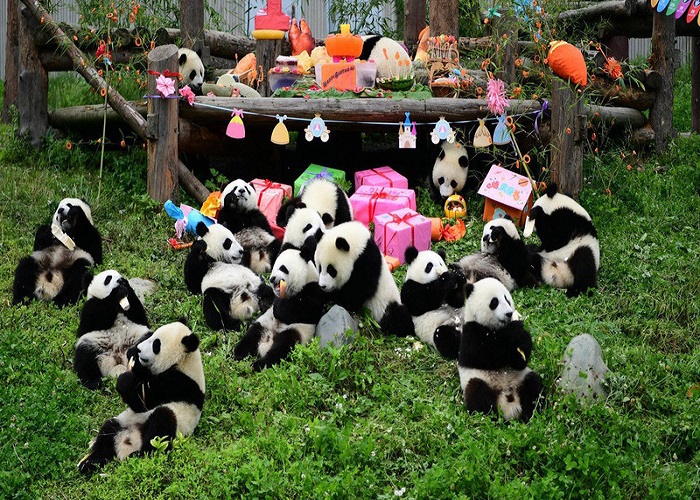 Tour Trung Quốc 6N5Đ: Từ HCM - Thành Đô - Tùng Bình Câu - Núi Tứ Cô Nương - Đạt Cổ Băng Xuyên, Bay Sichuan Airlines + KS 4*, Hành Trình No Shopping