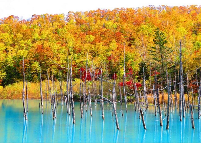 Tour Nhật Bản 6N5Đ miền tuyết trắng Hokkaido: Từ HCM - Asahikawa - Sapporo - Niseko - Noboribetsu, Bay Japan Airlines + KS 3*
