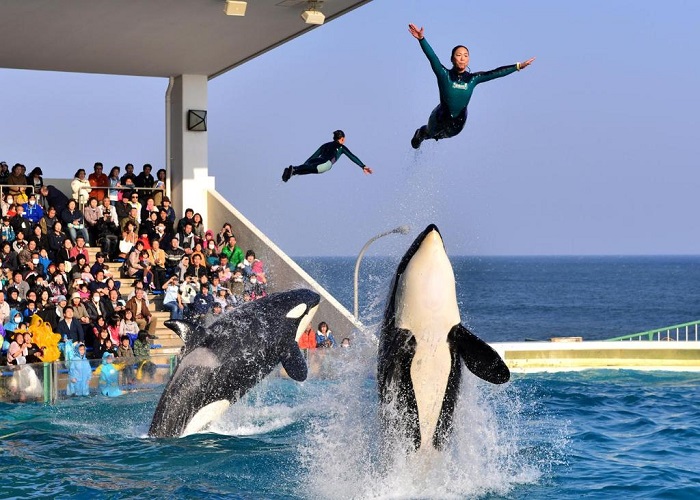 Tour Nhật Bản 6N5Đ: Từ Đà Nẵng - Thủ đô Tokyo - Yamanashi - Núi Phú Sĩ - Chiba - Thủy cung Kamogawa Sea World, Bay Vietnam Airlines + KS 3-4*