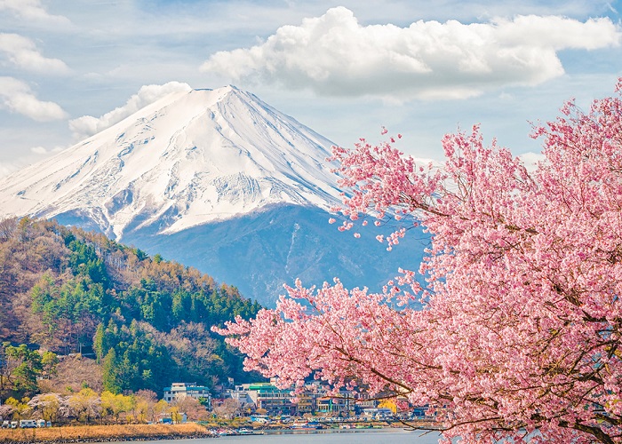 Tour Nhật Bản 5N4Đ mùa hoa anh đào: Từ HCM - Shizuoka - Yamanashi - Fuji - Tokyo, Bay Vietnam Airlines + KS 3-4*