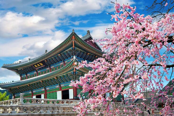 Du Lịch Hàn Quốc Mùa Hoa Anh Đào: Hà Nội - Seoul - Đảo Nami - Morning Calm - Everland - Công Viên Yeouido 5 Ngày Bay Asiana Airlines