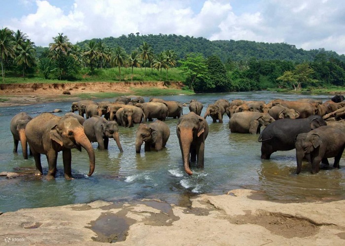 Tour Sri Lanka 6N5Đ: Từ Đà Nẵng - Sigiriya - Kandy - Galle - Colombo, Bay VN + KS 4*