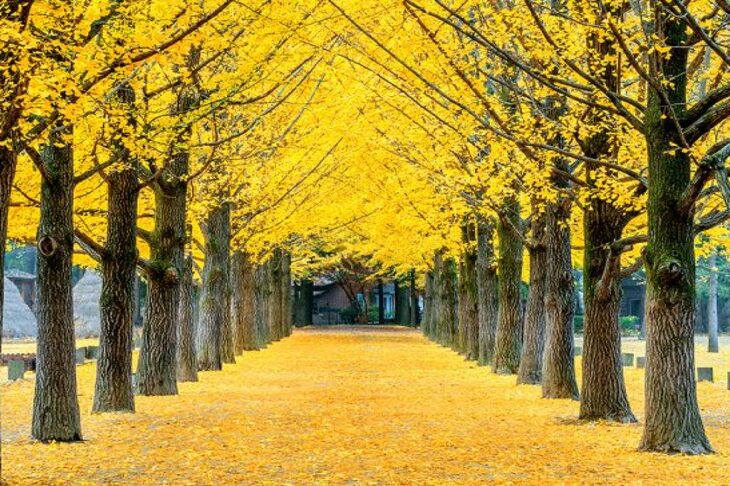 Du Lịch Hàn Quốc (Tết): Hà Nội - Seoul - Nami - Lotte World - Trượt Tuyết - Hái Dâu - Thư Viện Sách - Làng Cổ Eunpyeong 6 Ngày Bay Sun PhuQuoc Airways