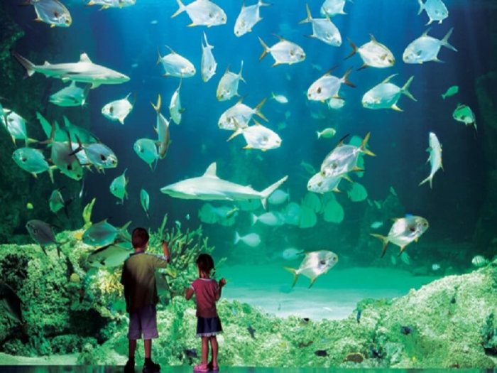 Viện hải dương Busan Aquarium