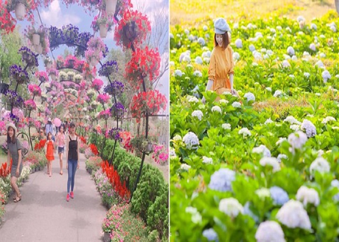 Vườn hoa thành phố Đà Lạt - điểm đến hấp dẫn trong